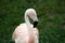 Flamingo Portrait at The Baton Rouge Zoo