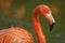 Flamingo portrait with blurred background