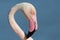 Flamingo portrait, Camargue, France