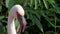 Flamingo portrait close up