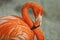 Flamingo portrait showing peak, eye and neck	