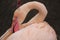 A flamingo preening its feathers