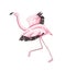 Flamingo preparing to fly hand drawn vector illustration. Beautiful exotic bird running with spread wings Elegant animal