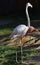 flamingo profile. long neck with pink flamingo head close-up. Zoo Nizhny Novgorod. Russia