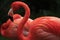 Flamingo in profile with resting flamingo in background., phoenicopterus sp