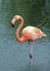 Flamingo in the rain
