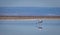 Flamingo reflection on Chaxa Salar, Atacama Desert - Chile