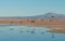 Flamingo reflections, Laguna Chaxa