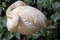 Flamingo resting on a paw