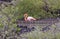 Flamingo Resting in a Secluded Coastal Lagoon