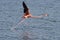 Flamingo Running on Water