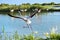 Flamingo running on water in Camargue