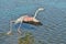 Flamingo running on water in Camargue