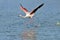 Flamingo running on water in Camargue