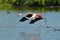 Flamingo running on water in Camargue