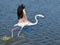 Flamingo running on water in Camargue