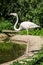 Flamingo in a Russian zoo.