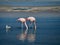Flamingo`s in Chili