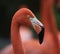 Flamingo\'s head