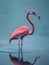 A flamingo\\\'s long, graceful neck and slender legs as it wades in shallow water