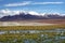 Flamingo season in Uyuni, Bolivia