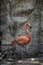 Flamingo seen close up, behind a waterfall, pink feathered animal, mexico