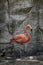 Flamingo seen close up, behind a waterfall, pink feathered animal, mexico