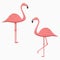 Flamingo. Set of Pink Exotic Tropical Bird. Vector.