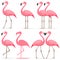 Flamingo, a set of pink flamingos