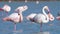 Flamingo in shallow water, Wild Greater flamingos in the salt lake. Pink birds.