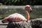 Flamingo Sitting on Nest
