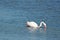 Flamingo sitting in the water