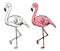 Flamingo sketch vector illustration. Black and white and color sketch flamingo, exotic bird.