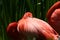 Flamingo sleeping