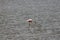 Flamingo  spotted in Lake Amboseli