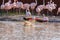 Flamingo spreading its wings while bathing in the pond of an animal sanctuary