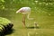 Flamingo standing in the green water of a lake and hunting his head in the water.