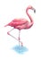 Flamingo standing on one leg