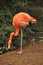 Flamingo standing on one leg