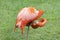 Flamingo, standing on one leg, gooming feathers, phoenicopterus