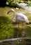 Flamingo standing on two leg