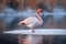 a flamingo standing in the water in a lake