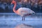 a flamingo standing in the water in a lake