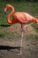 Flamingo stands on one leg