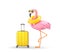 Flamingo in sunglasses with swimming ring and yellow suitcase isolated on white