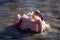 Flamingo taking a bath at sunset in the Camargue , France