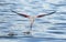 Flamingo taking off, Serengeti