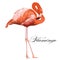 Flamingo tropical exotic coral bird. Vector isolated Illustration.