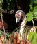 Flamingo trying to hide in the brush