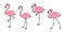 Flamingo vector set Cute flamingos collection Flamingo animal exotic nature wild fauna illustration